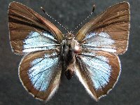 Philiris sappheira manskiei - Adult